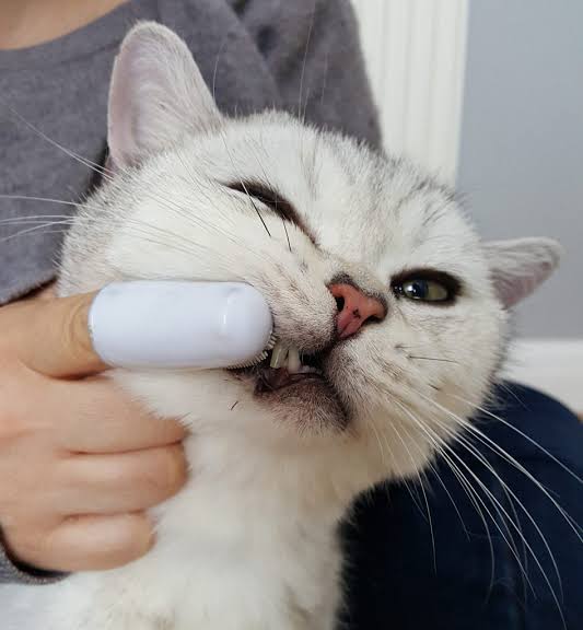 How Often Should I Brush My Cat’s Teeth