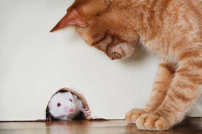 fascinating cat facts