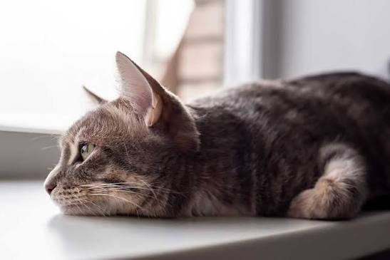 how to know if your cat is dying​