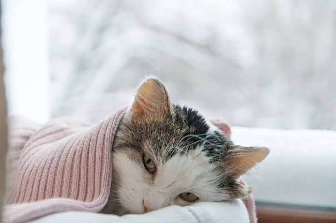 how to tell if your cat is sick