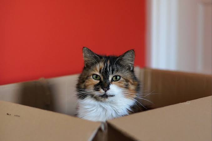 can cats recognize their name